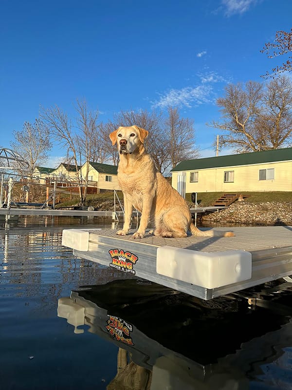 Yellow Labrador on dock by calm lake, sunny day, cozy cabins in background.